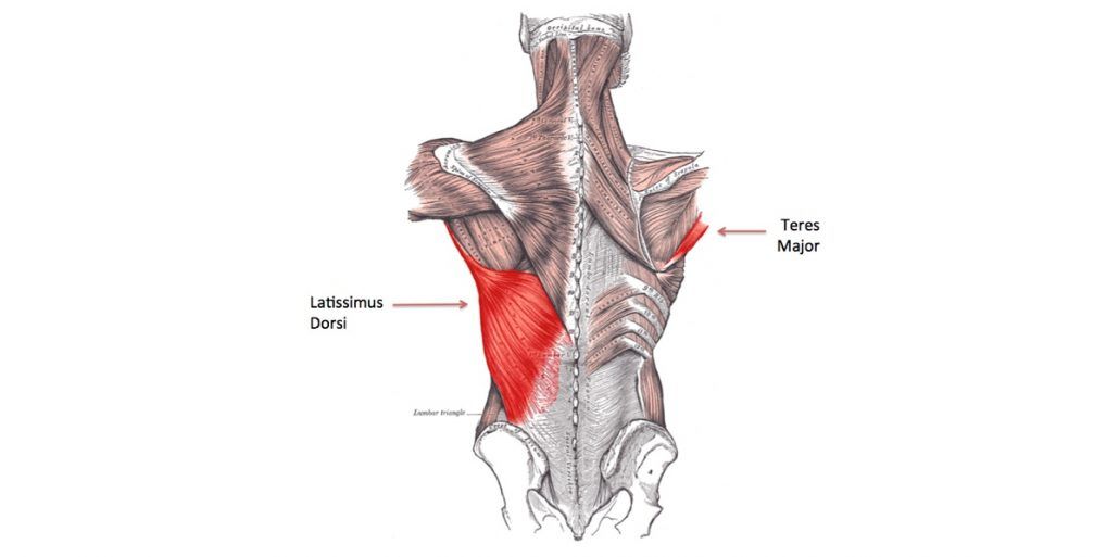 latissimus dorsi teres major baseball pitching injuries